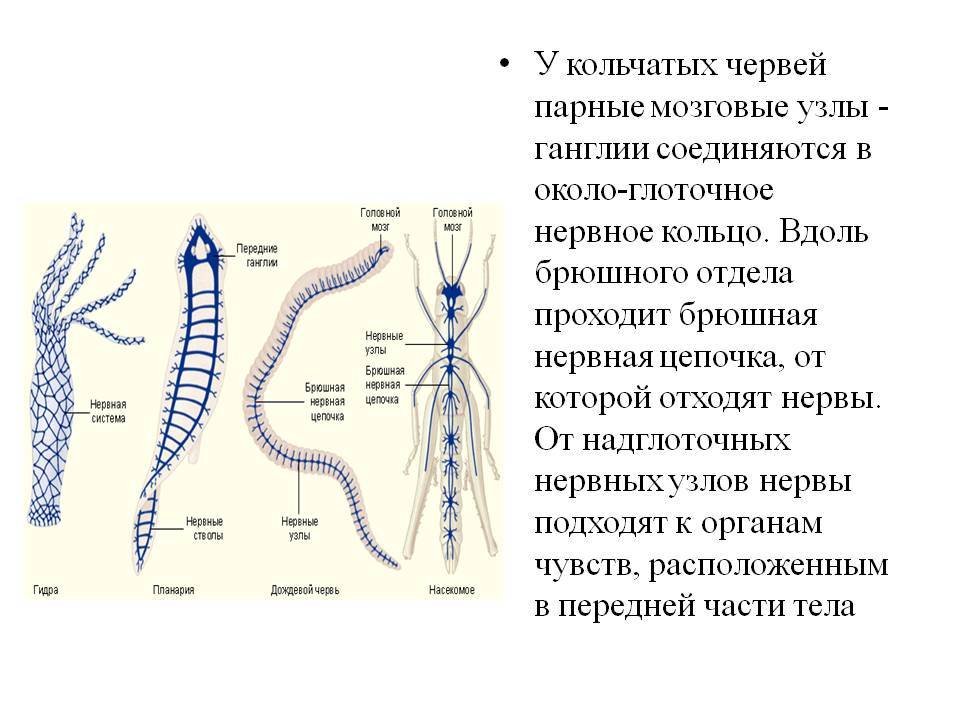 Блэк спрут ссылка